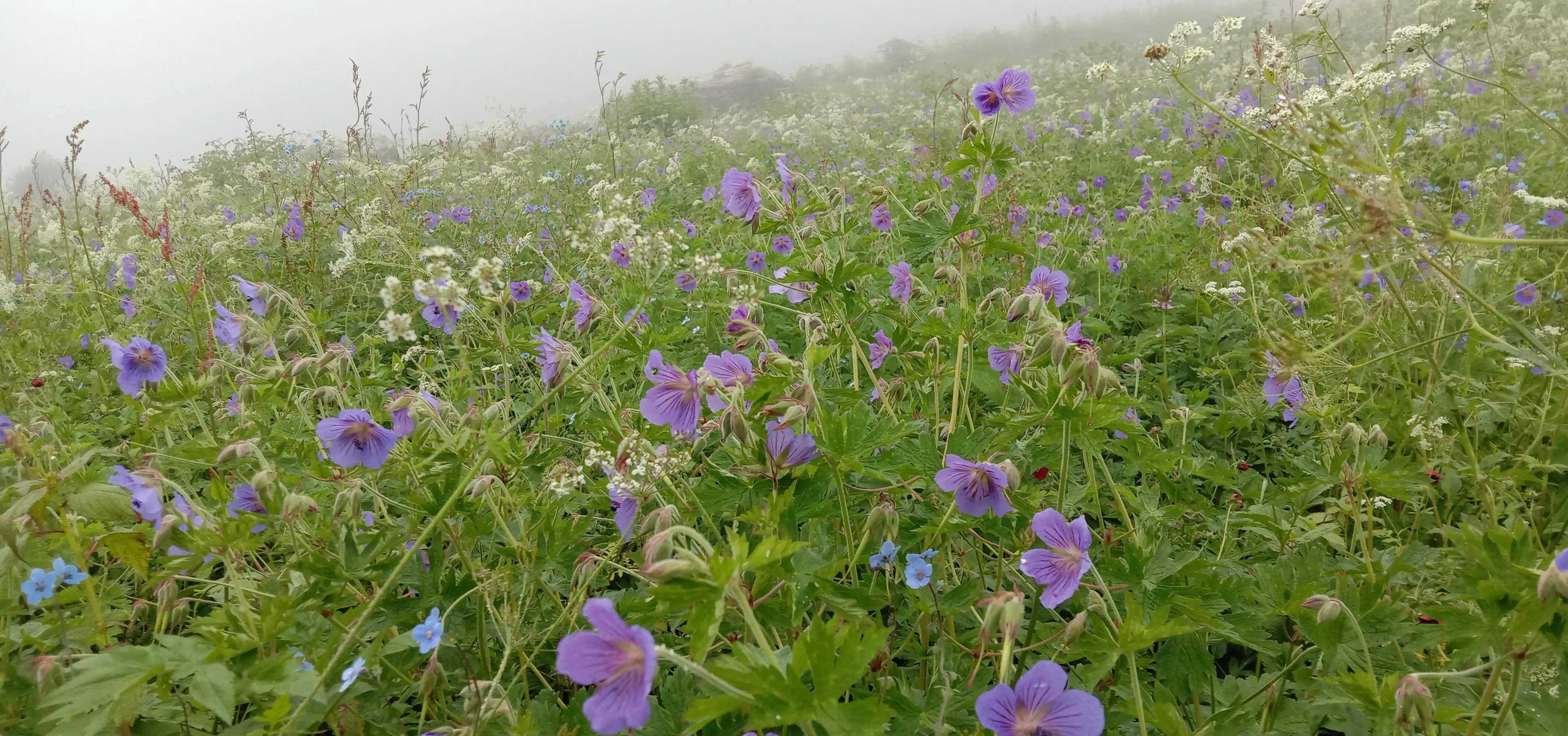Valley of Flowers route photograph 4