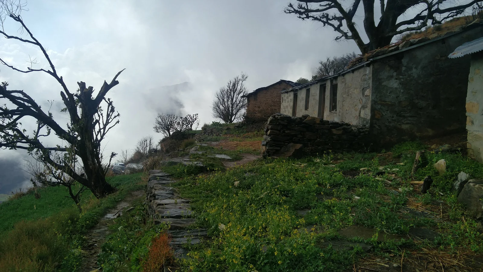 Forest trail at Nag Tibba